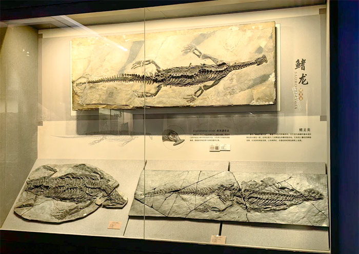 Guizhou Geological Museum