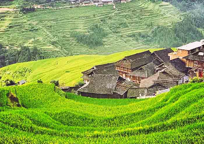 Local House, Lush Green, Guizhou Jiabang Rice Terraces