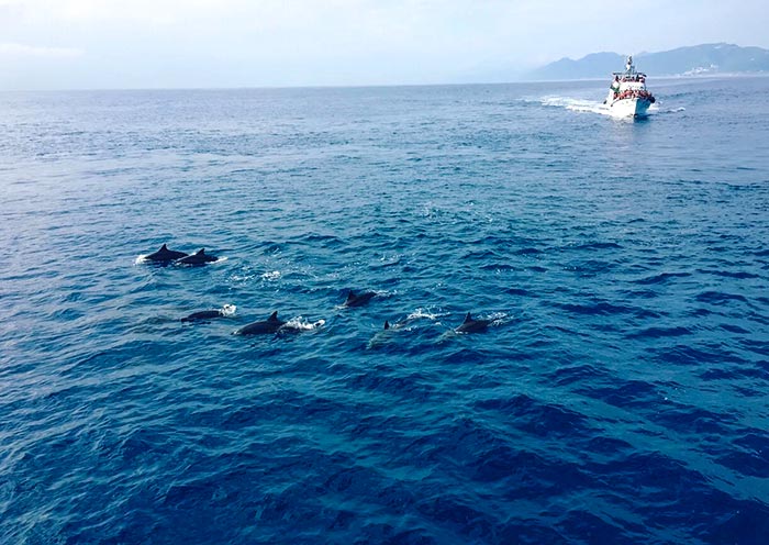 Whale Wachting