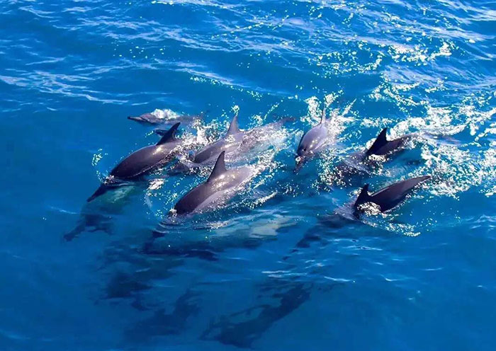 Whale Wachting