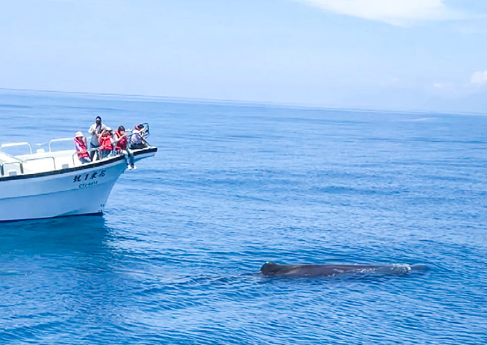 Whale Wachting