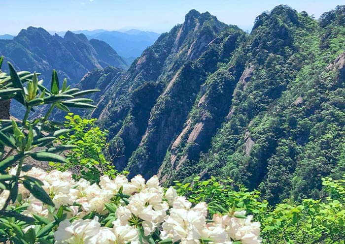 Mountain Huangshan in Spring