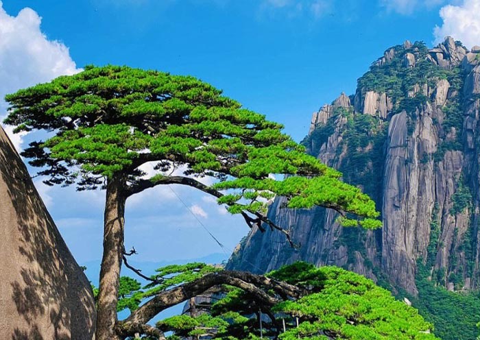 Greeting-guests Pine, Mt.Huangshan