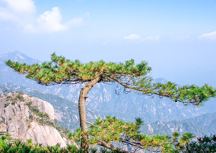 Ancient Pine Trees in Yellow Mountain