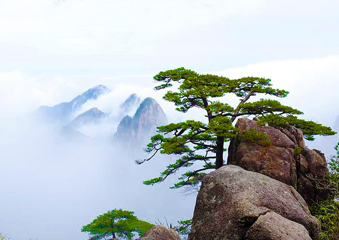 Huangshan Yellow Mountain Pine