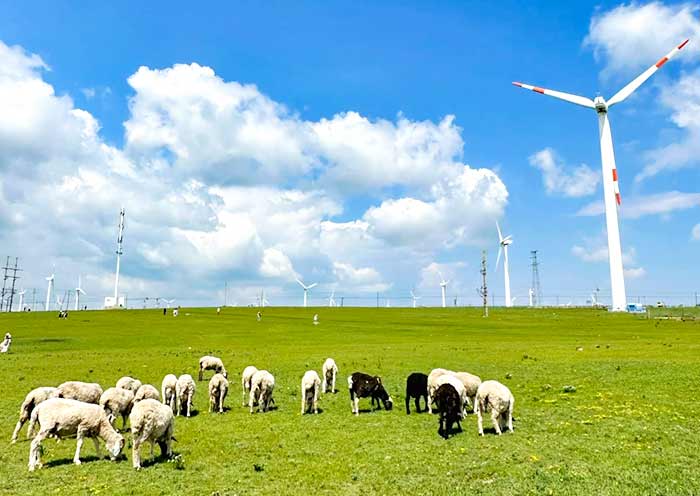 Sheep's paradise in Huitengxile Grassland