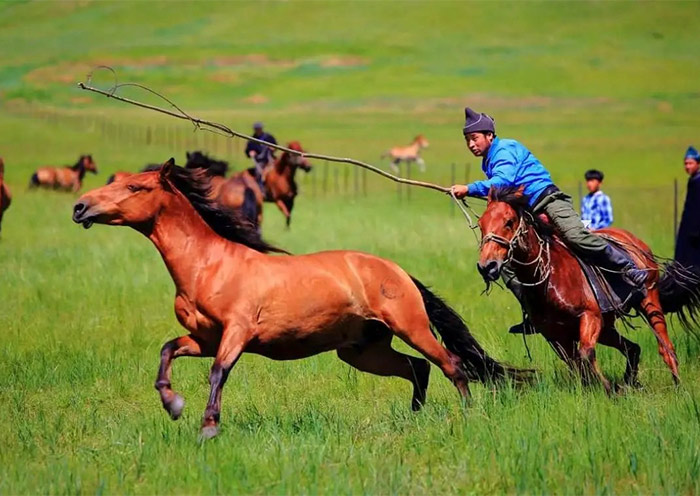 Horse Riding on Hulunbuir Grassland