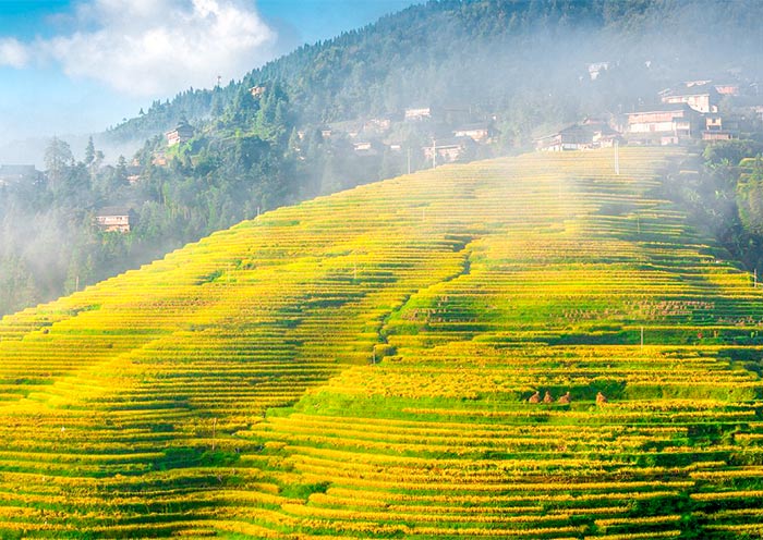 Jiabang Terrace Fields
