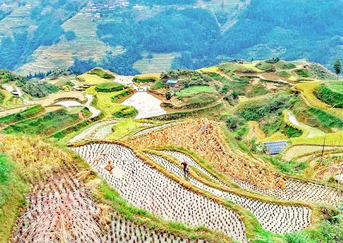 Jiabang Terrace Fields