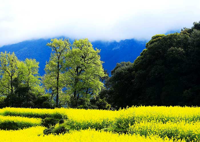 Rapeseed Flowers, Jiangxi Jiangling Rice Terraces