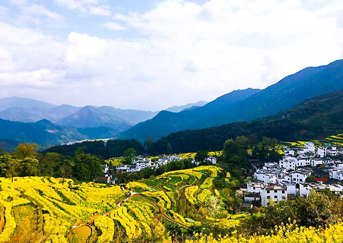 Rapeseed Blossom, Jiangxi Jiangling Rice Terraces