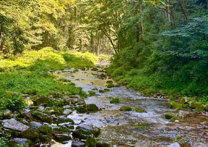 The tranquil Jinbianxi Stream in Zhangjiajie National Forest Park