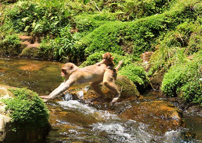 Wild Monkeys in Jinbianxi Stream