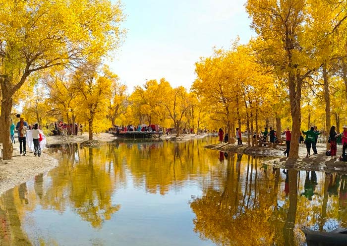 Jinta Populus Euphratica Forest, Autumn