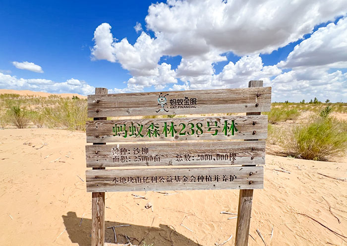Ant Forest, Kubuqi Desert 