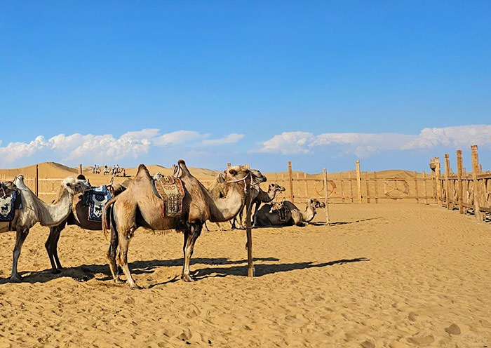 Camels at Yemingshan Kubuqi Desert
