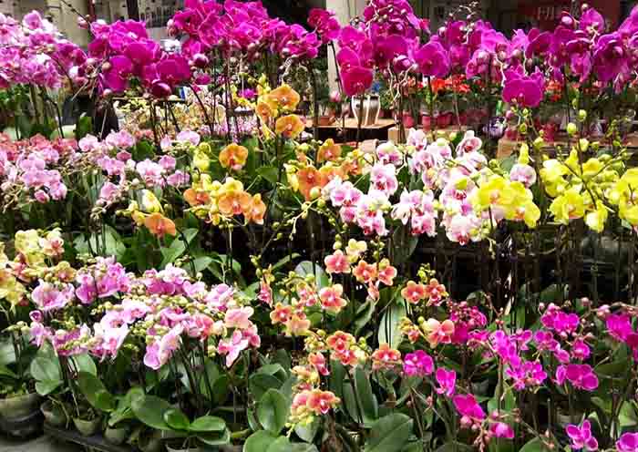 Kunming Flower Market, Biggest in Asia