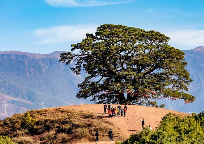 Ancient Dragon Tree, Dongchuan Red Land