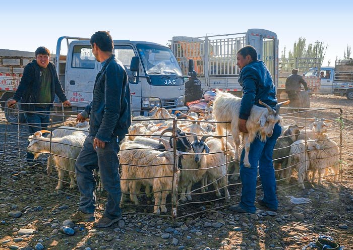 Kashgar Livestock Market