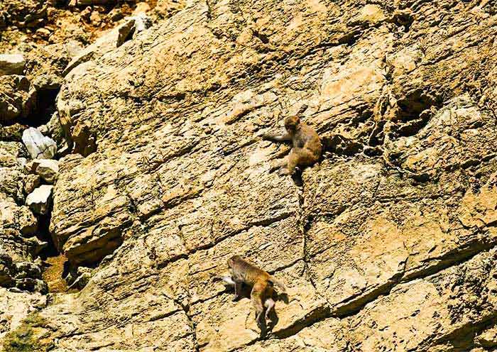 Wild Macaques on Both Sides of the Lesser Three Gorges