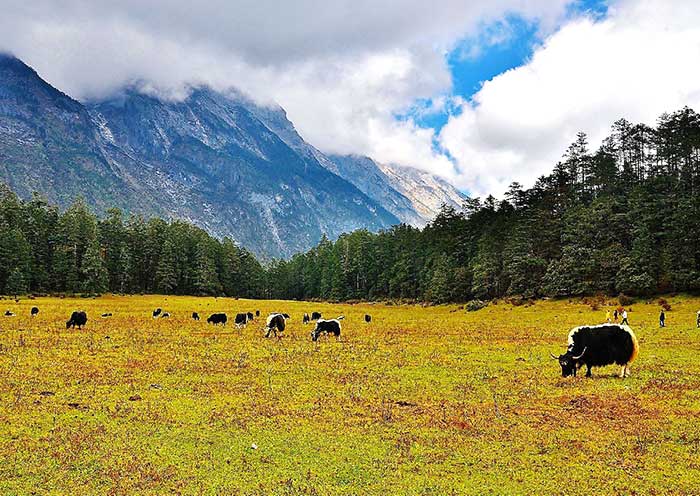 Spruce Meadow of Jade Dragon Snow Mountain