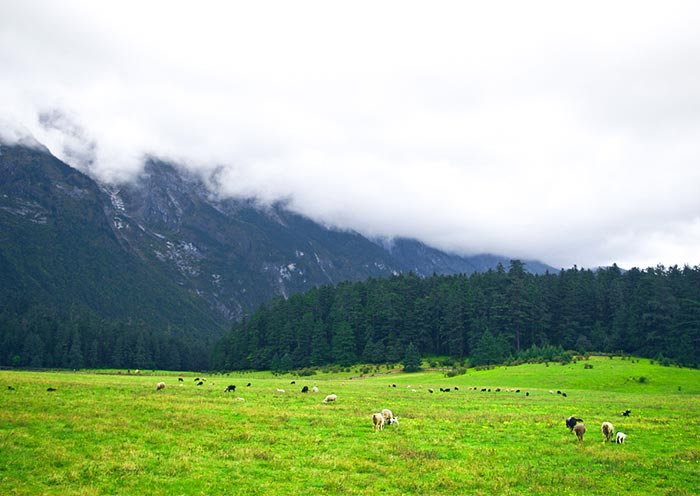 Spruce Meadow of Jade Dragon Snow Mountain, Lijiang