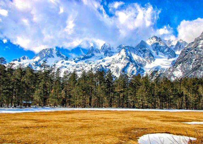 Spruce Meadow of Jade Dragon Snow Mountain