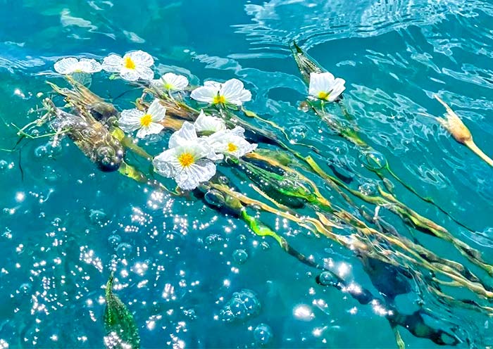 Water poplar flower of Lugu Lake