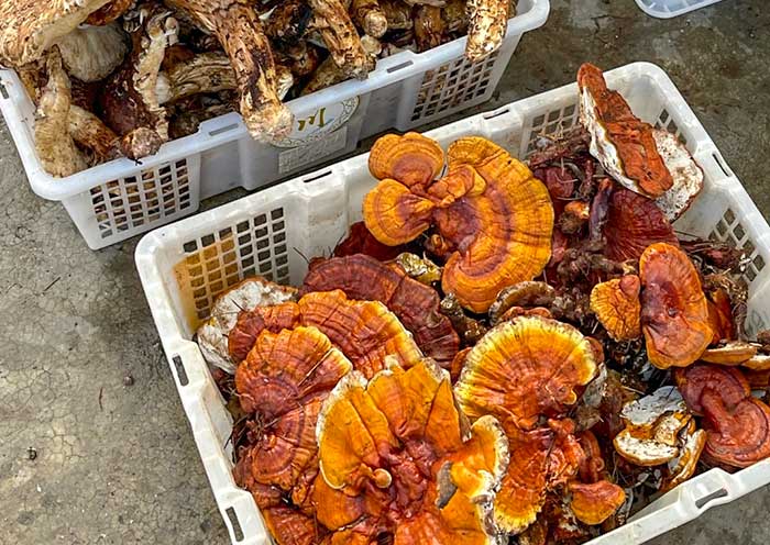 Zhongyi Market, Lijiang