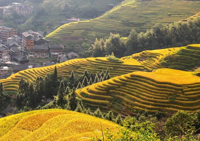 Longji Rice Terrace