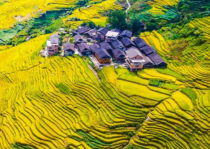 Longji Rice Terrace - Autumn