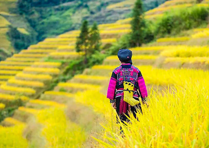 Longji Rice Terrace - Fall