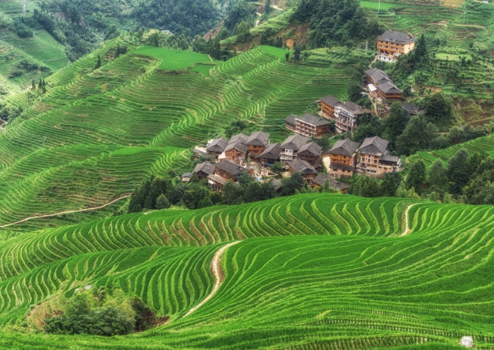 Longji Rice Terrace in Green
