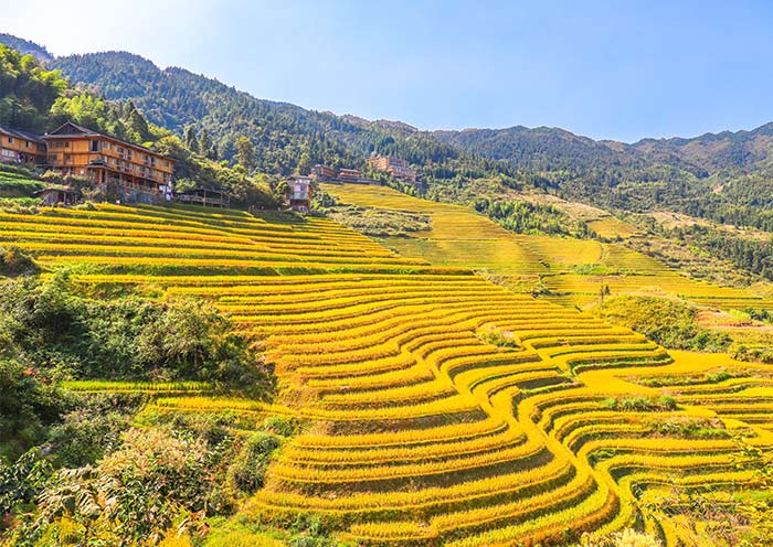 Longji Rice Terrace - Dazhai