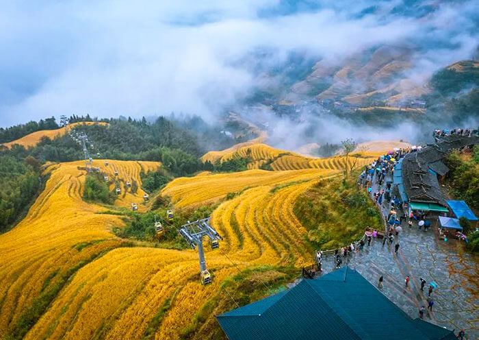 Longji Rice Terraces Autumn View