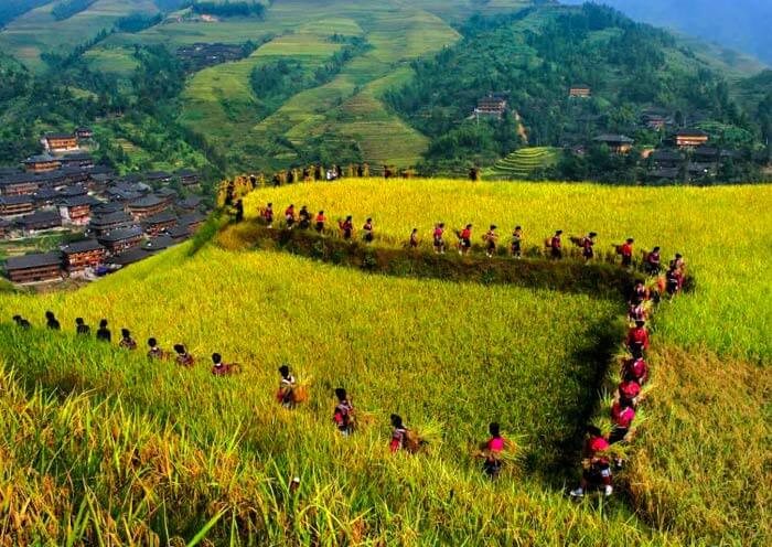 Longji Rice Terraces