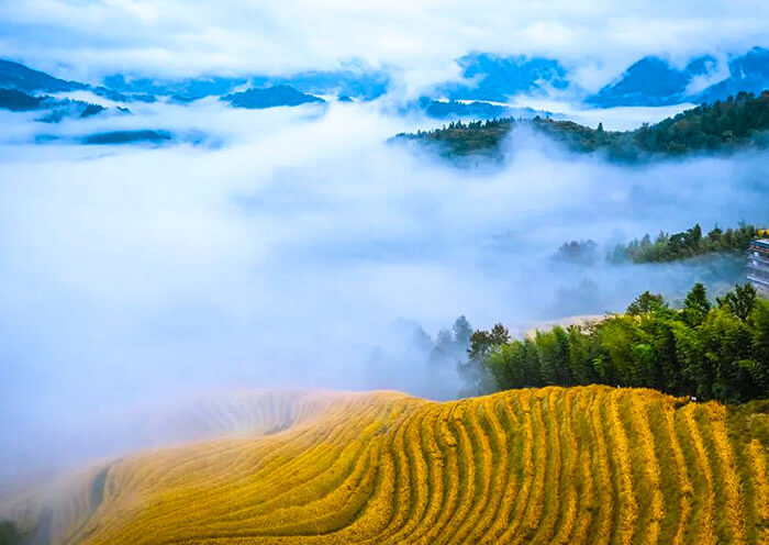 Longji Rice Terrace - Dazhai 