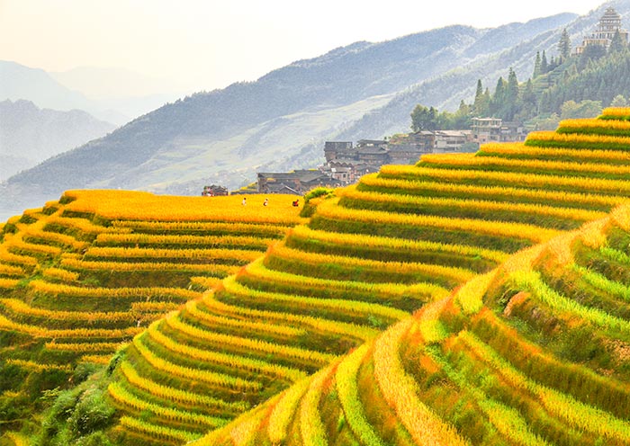 Longji Rice Terraces