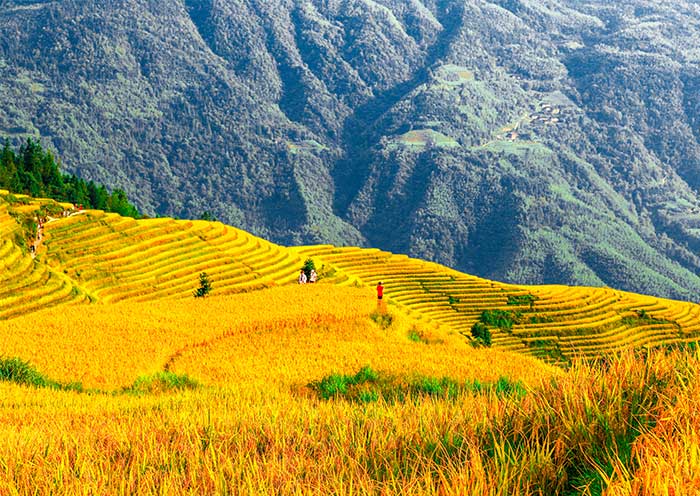 Longji Rice Terrace - Ping'an