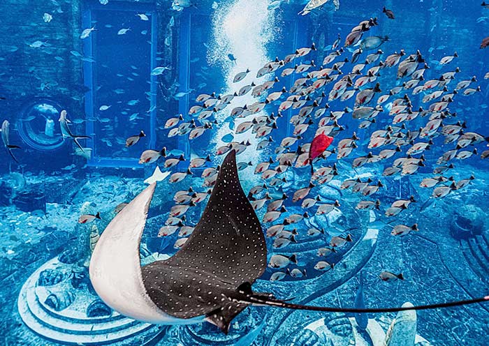  Atlantis Lost Chambers Aquarium