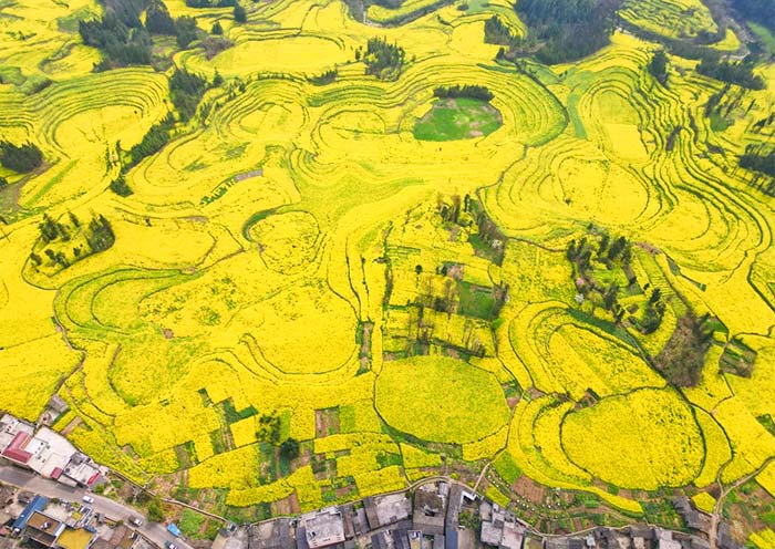 Luosi Field, Luoping County, Yunnan