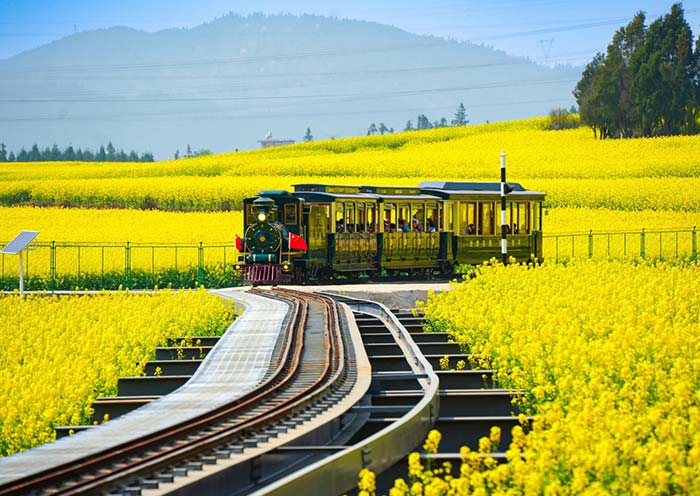 Explore Rapeseed Flowers in Luoping County