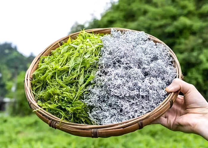 Mei Tea Picking