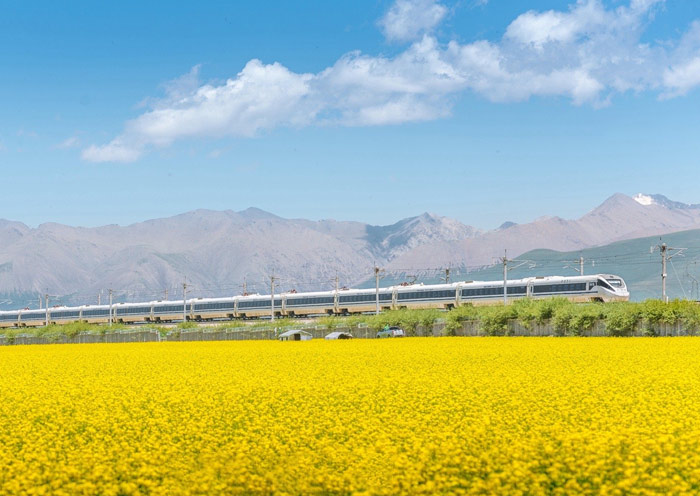 Highspeed Train in flower fields of Menyuan
