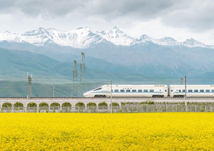 Highspeed Train in flower fields of Menyuan