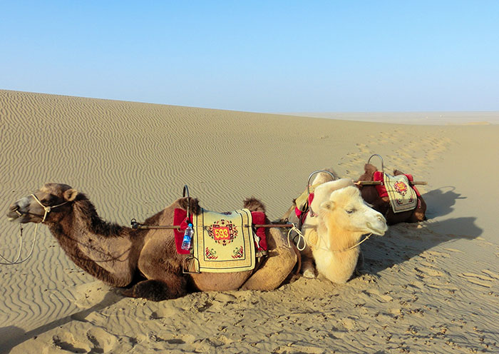 Camels at Mingsha Mountain, Dunhuang Camels at Mingsha Mountain, Dunhuang