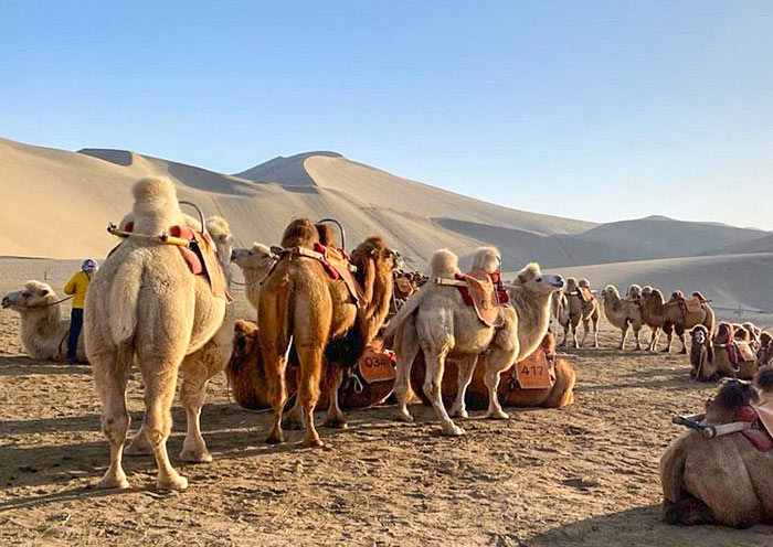 Camel Riding, Mingsha Mountain