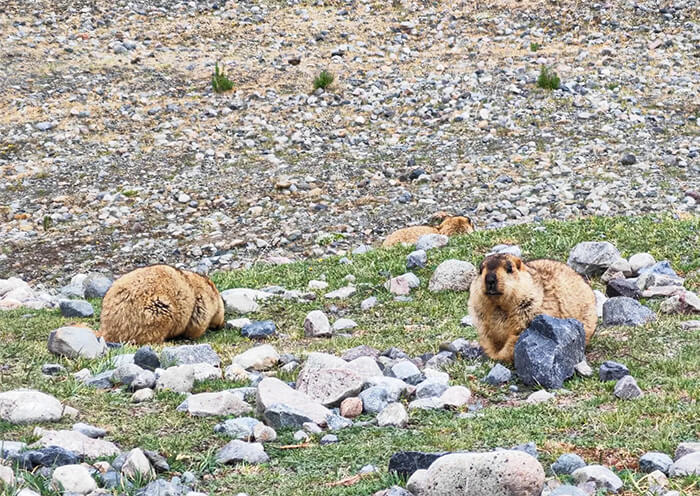 Visit Animal on Mount Kailash