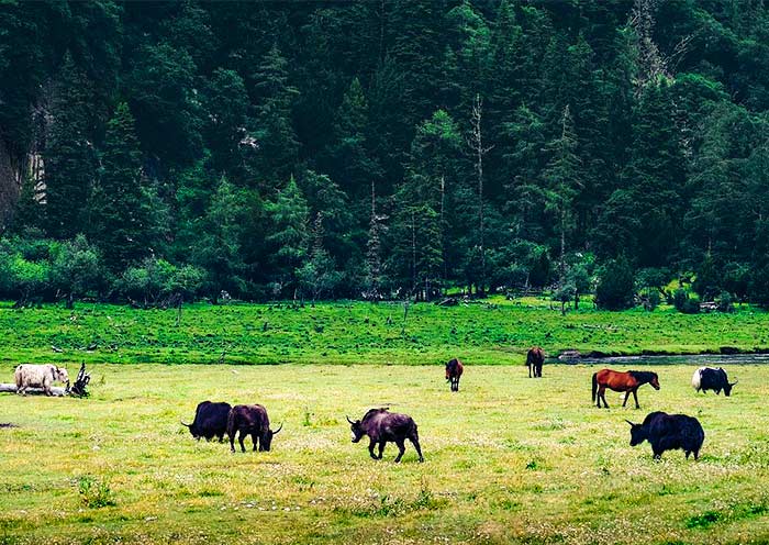 A scenic valley located in Mount Siguniang A scenic valley located in Mount Siguniang