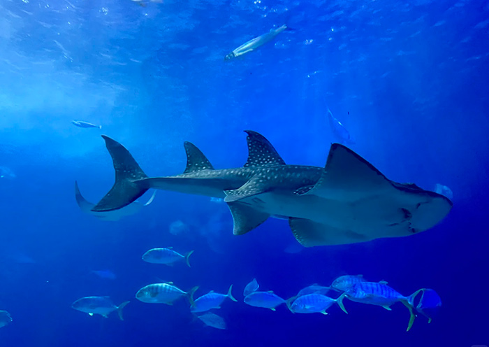 National Museum of Marine Biology & Aquarium, Kenting